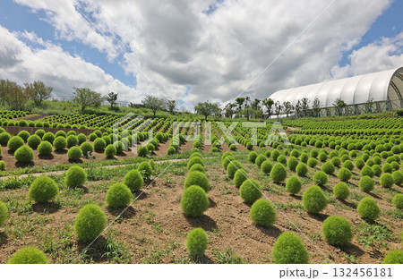 大きなコキアの丘 132456181