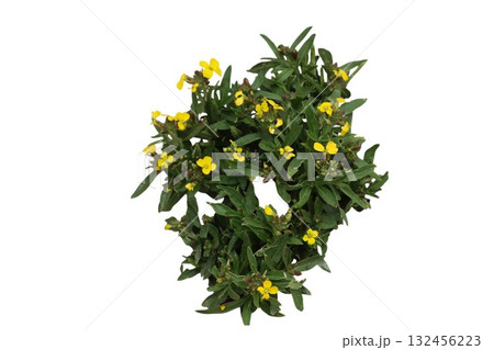 Yellow wallflower blossoming on white background 132456223