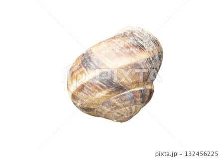 Burgundy snail shell isolated on white background showing its spiral pattern 132456225