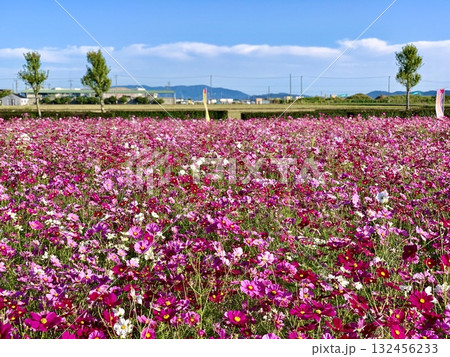 秋晴れの青空に映える満開のコスモス畑〈安城市赤松町〉 秋晴れの青空に映える満開のコスモス畑〈安城市赤松町〉 132456233