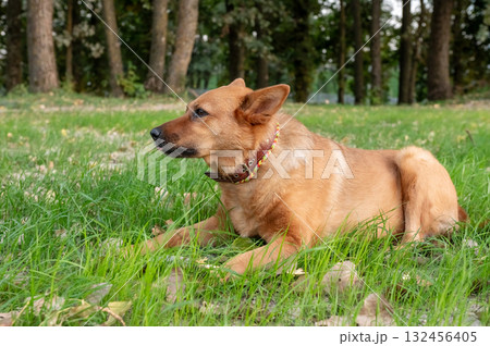 Dog Theft Awareness Day Attentive Dog Lying in Grass at Park 132456405
