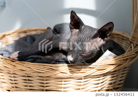 National Cat Lovers Month Peaceful Sphynx Cat Napping in Wicker Basket National Cat Lovers Month Peaceful Sphynx Cat Napping in Wicker Basket 132456411