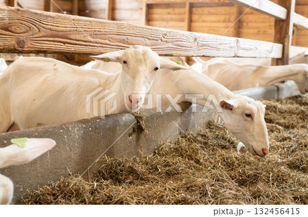 White goats feeding in barn with wooden beams and straw bedding White goats feeding in barn with wooden beams and straw bedding 132456415