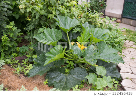 Lush zucchini plant with yellow blossoms in a vibrant garden 132456419