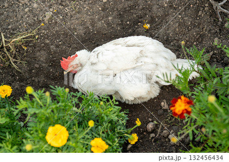 White chicken resting in garden soil with marigold flowers White chicken resting in garden soil with marigold flowers 132456434
