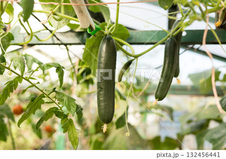 Greenhouse cucumbers growing on vines with tomato plants in background 132456441