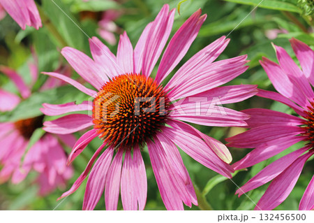 Purple coneflower flowers in close up Purple coneflower flowers in close up 132456500