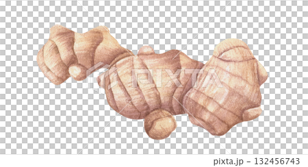 Fresh whole ginger root watercolor illustration illustration on isolated background. Natural organic rhizome plant for recipe, package. For treating colds poster, strengthening the immune system print 132456743