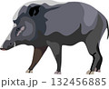 Wild Boar Mammal Animal 132456885