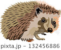 Hedgehog Mammal Animal 132456886