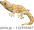 Gecko Reptile Animal 132456887