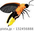 Firefly Insect Animal 132456888