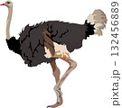 Ostrich Bird Animal 132456889