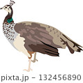 Peahen Bird Animal 132456890