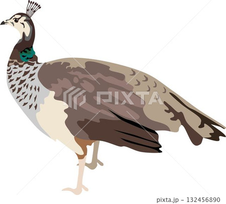 Peahen Bird Animal 132456890