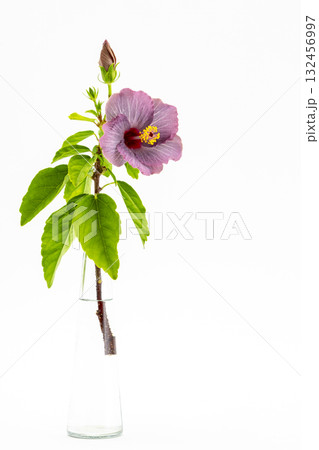 紫色のハイビスカス_ケイト_04 紫色のハイビスカス_ケイト_04 132456997