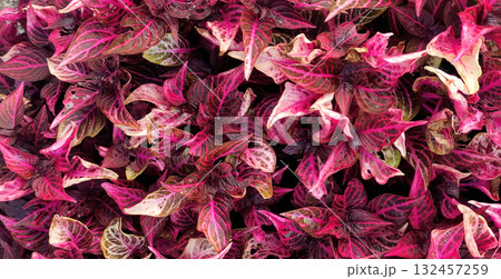 Bright macro of tropical ornamental leaf. Pink, magenta, red vein texture forms a bold background for design, packaging, branding, print, poster, card, web, and social media, evoking energy and style. Bright macro of tropical ornamental leaf. Pink, magenta, red vein texture forms a bold background for design, packaging, branding, print, poster, card, web, and social media, evoking energy and style. 132457259
