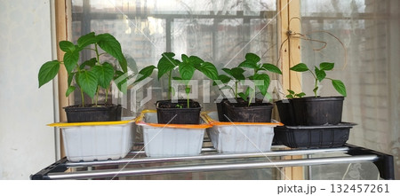 Vibrant pepper seedling growing in plastic pot on bright windowsill. Fresh green leaf, rich soil, home gardening care, propagation and spring plant start. Ideal for nursery, blog, tutorial eco brand Vibrant pepper seedling growing in plastic pot on bright windowsill. Fresh green leaf, rich soil, home gardening care, propagation and spring plant start. Ideal for nursery, blog, tutorial eco brand 132457261