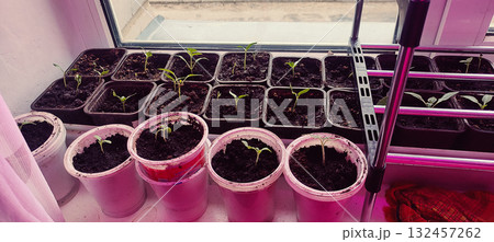 cozy indoor gardening scene featuring young seedlings growing in plastic pots on a windowsill, illuminated by LED grow lights. Ideal for promoting home gardening, plant growth, and organic cultivation 132457262
