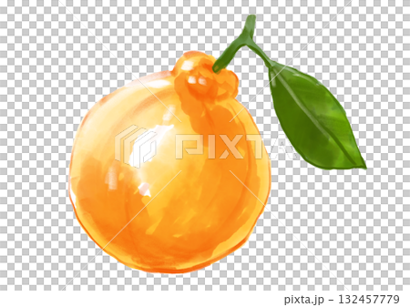 手繪水彩畫,描繪了新鮮採摘的美味凸頂柑 手繪水彩畫,描繪了新鮮採摘的美味凸頂柑 132457779