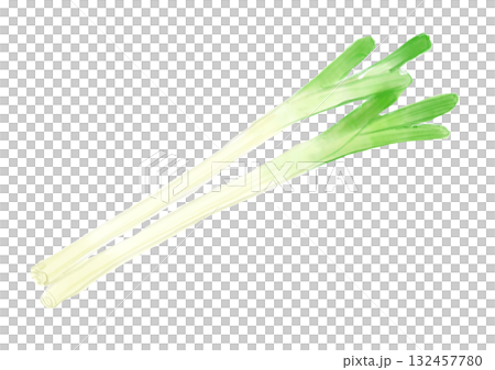 Hand-drawn watercolor illustration of freshly picked and delicious white onions Hand-drawn watercolor illustration of freshly picked and delicious white onions 132457780