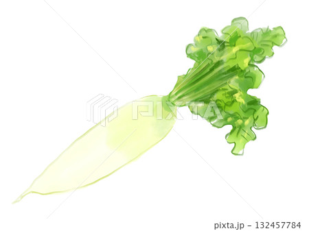 採れたてで新鮮で美味しそうな大根の手描き水彩イラスト 132457784