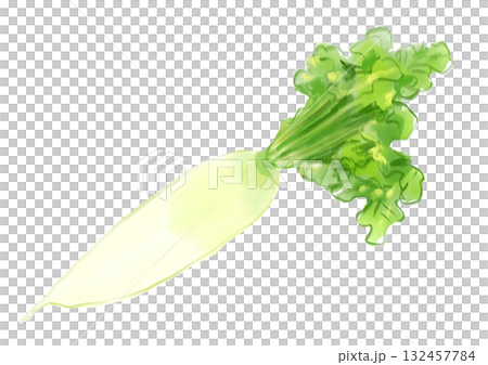 採れたてで新鮮で美味しそうな大根の手描き水彩イラスト 132457784