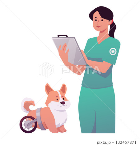 A female veterinarian observes a disabled dog with wheels. A female veterinarian observes a disabled dog with wheels. 132457871