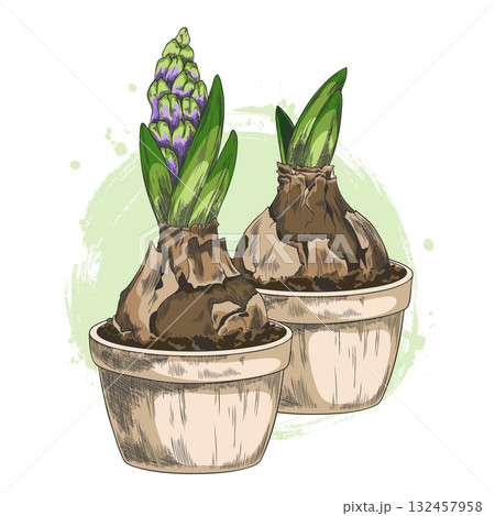 Hyacinth flower with leaves grows from bulb in the pot with soil vector sketch, hand drawn blue spring blossom plant 132457958