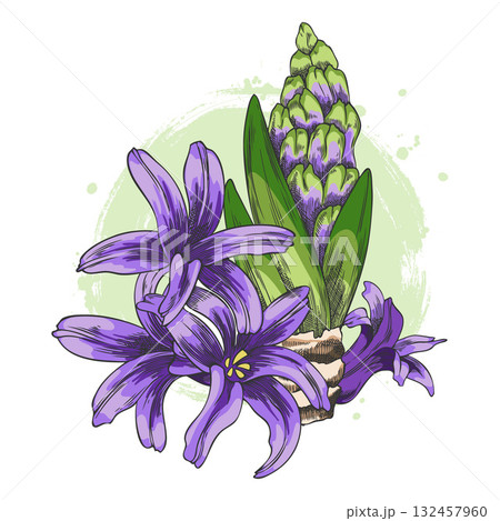 Purple hyacinth flowers with buds, leaves, and bulb on a green round background. 132457960