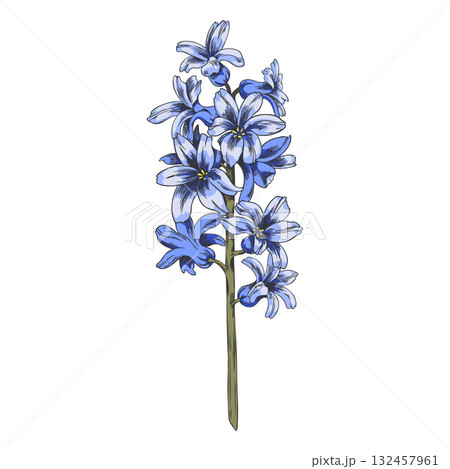 Hyacinth flower sketch vector icon, hand drawn spring blossom plant, blue bouquet blooming floral botanical design 132457961