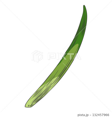 Hyacinth flower green leaf sketch vector icon, hand drawn spring plant, Hyacinth herb foliage, botanical design 132457966