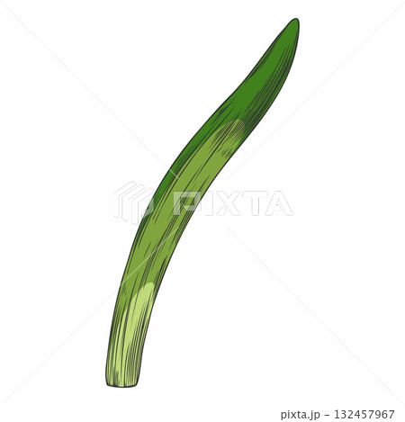 Hand-drawn watercolor sketch of a hyacinth leaf, green color, organic perennial plant. 132457967