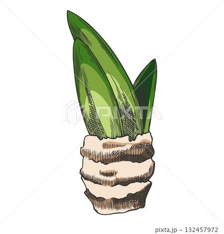 Hyacinth flower leaves sketch vector icon, hand drawn spring plant, bulb herb, green leaf, realistic botanical design Hyacinth flower leaves sketch vector icon, hand drawn spring plant, bulb herb, green leaf, realistic botanical design 132457972