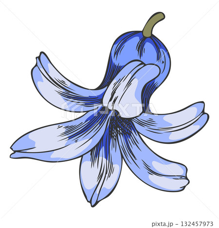 Hyacinth blue flower sketch, vector hand drawn spring bell-shaped bud blossom plant, blooming herb, botanical design Hyacinth blue flower sketch, vector hand drawn spring bell-shaped bud blossom plant, blooming herb, botanical design 132457973