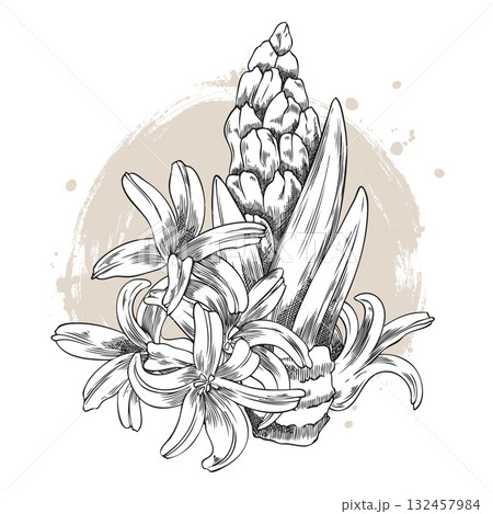 Miniature sketch of hyacinth flowers with buds, leaves, and bulb, hand-engraved style. 132457984