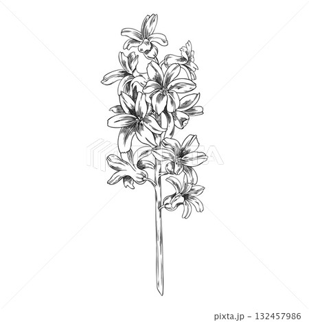 Monochrome sketch of hyacinth flowers on a stem, vintage engraved style, hand drawn. 132457986