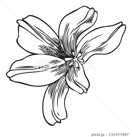 Hyacinth flower, black and white hand sketch, vintage engraving. Hyacinth flower, black and white hand sketch, vintage engraving. 132457997