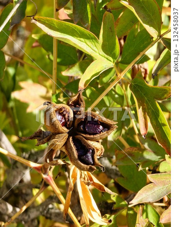 Paeonia suffruticosa seeds in stars. Peony flower tree seeds on a blurred background. Peony, a symbol of semi-shrub in Chinese culture. Seeds of the national flower of China. Gardening, floriculture Paeonia suffruticosa seeds in stars. Peony flower tree seeds on a blurred background. Peony, a symbol of semi-shrub in Chinese culture. Seeds of the national flower of China. Gardening, floriculture 132458037