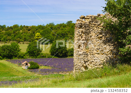 Summer landscape with lavender fields, France Summer landscape with lavender fields, France 132458352