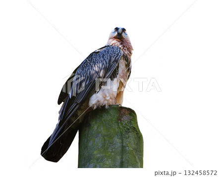 bearded vulture isolated on white background 132458572