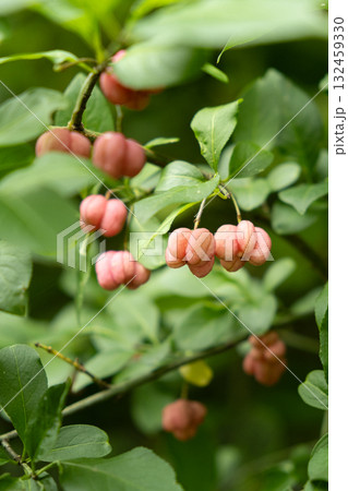 Beautiful Spindle Tree Fruits with Seeds Macro View Beautiful Spindle Tree Fruits with Seeds Macro View 132459330