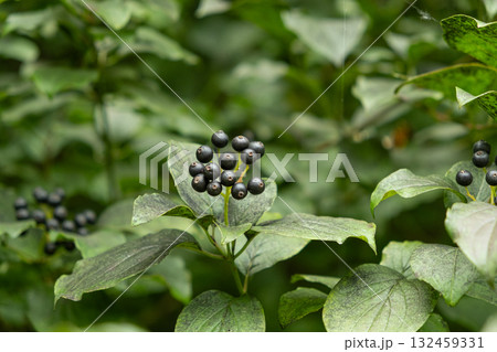 Closeup of Wild Berries Growing in Alpine Nature Closeup of Wild Berries Growing in Alpine Nature 132459331