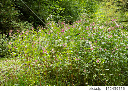 Beautiful alpine forest with wild flowers 132459336