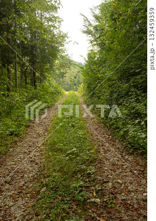 Peaceful Summer Landscape with Path and Forest Peaceful Summer Landscape with Path and Forest 132459359