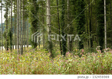 Lush Evergreen Foliage of Coniferous Trees in a Forest Lush Evergreen Foliage of Coniferous Trees in a Forest 132459369