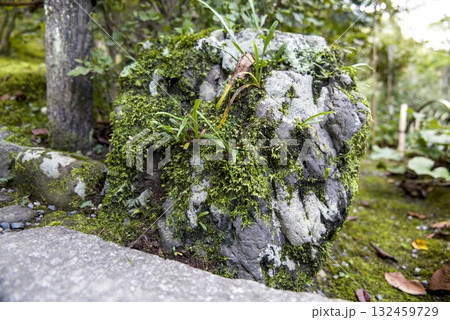 苔の生えた岩 132459729