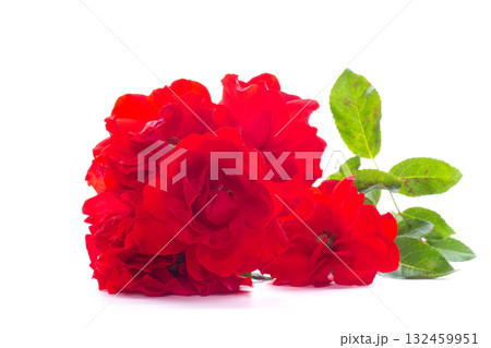 bouquet of scarlet roses as a gift for mom, isolated on white background 132459951