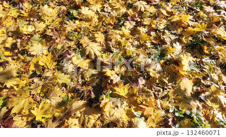 Top view of colorful autumn maple leaves covering the park. The background of autumn leaves, with their yellow, orange, and green hues, symbolizes the beauty and tranquility of autumn. 132460071