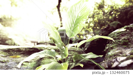 Sunlight filters through the trees, illuminating a vibrant green plant growing on a moss covered rock. The serene forest setting exudes tranquility and natural beauty. 132460075